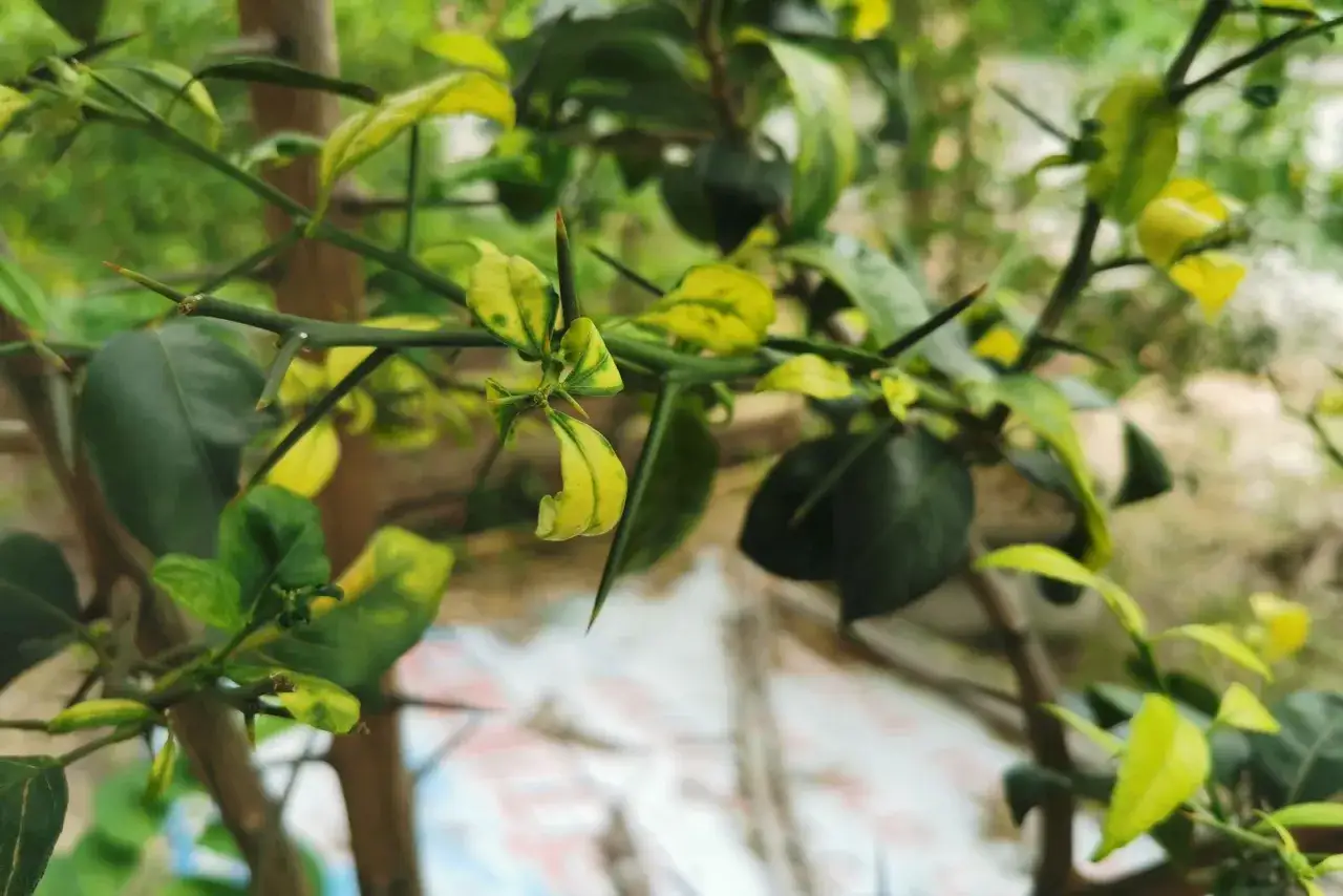 Zitronenbaum mit gelben Blättern, deutet auf Eisenmangel hin. Hausmittel können helfen, die Pflanze zu revitalisieren.