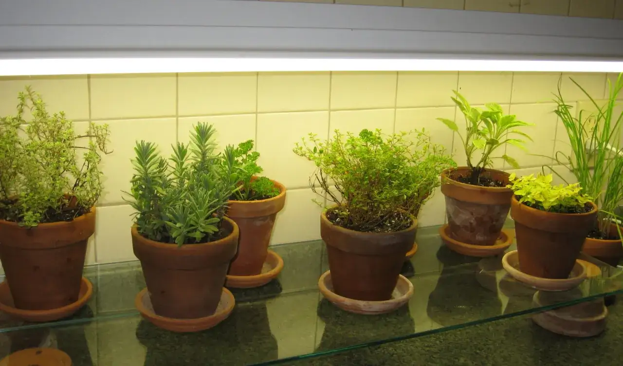 Kr&auml;uter in Terrakotta-T&ouml;pfen unter Pflanzenlicht. Vorsicht: frischer Oregano ist giftig f&uuml;r Haustiere.