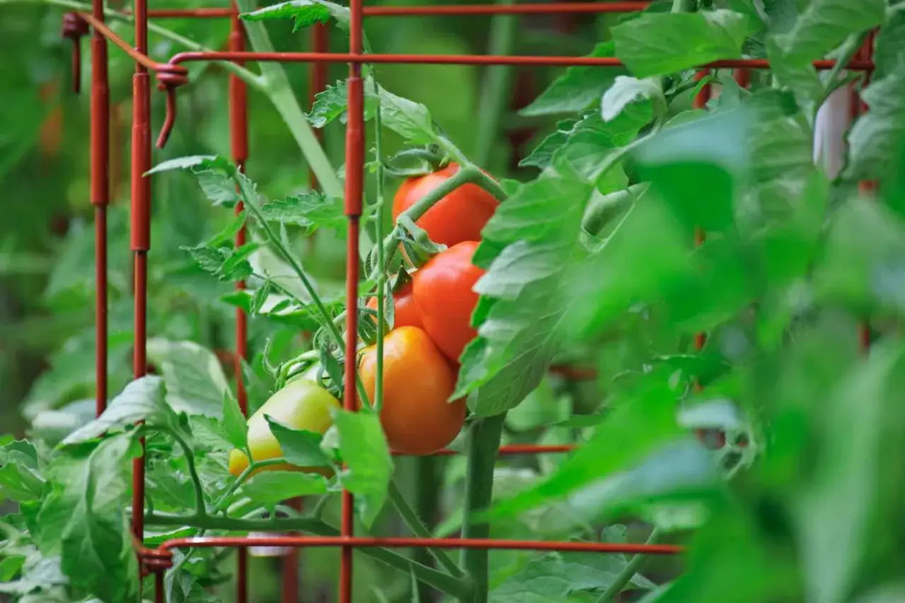 Tomatoes ripen within a red tomato cage, showing how to use tomato cages for support.