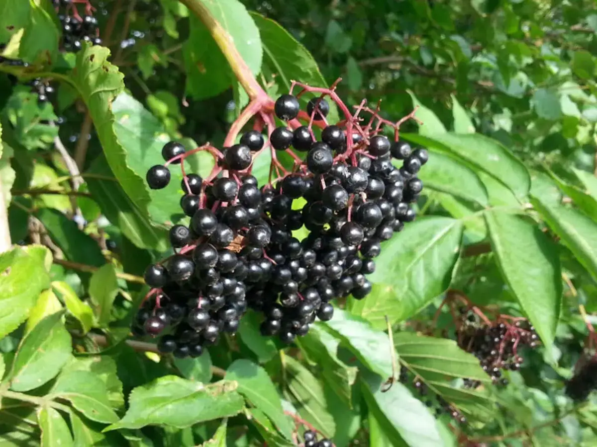 Reife, schwarze Holunderbeeren hängen an einem Strauch. Vorsicht: Holunderbeeren giftig roh!