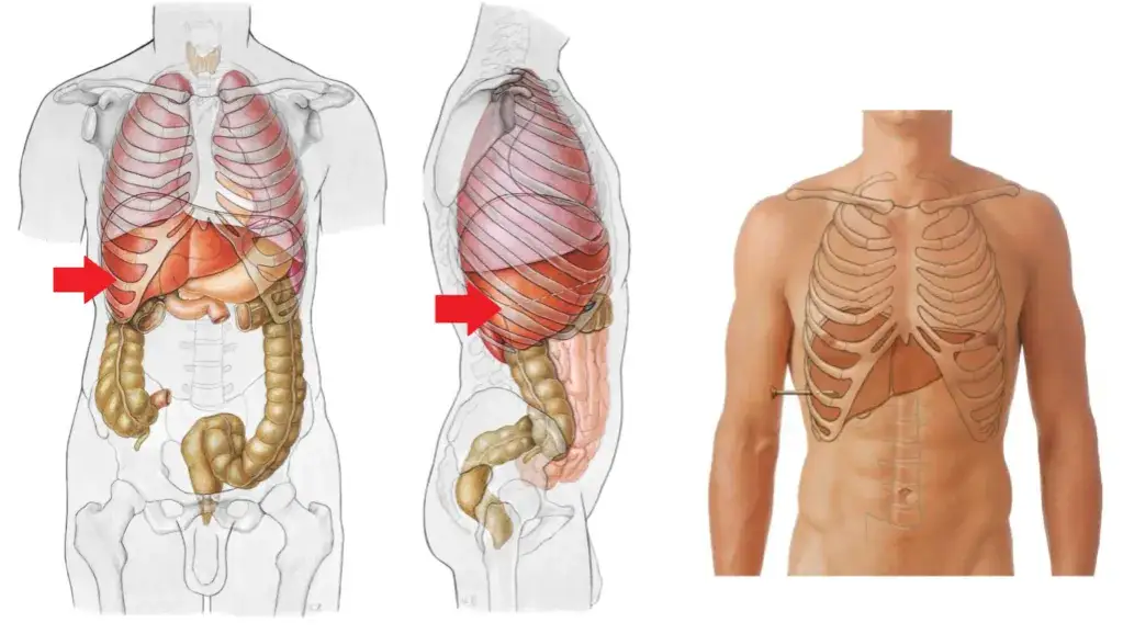 anatomia wątroby i okoliczne narządy