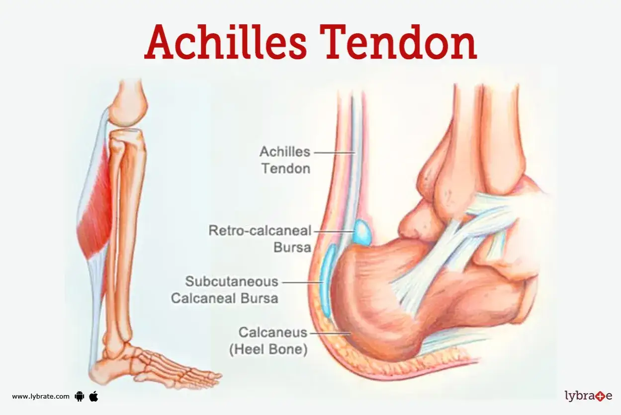 Anatomische Darstellung des Beins, die zeigt, wo die Achillessehne am Fersenbein ansetzt.