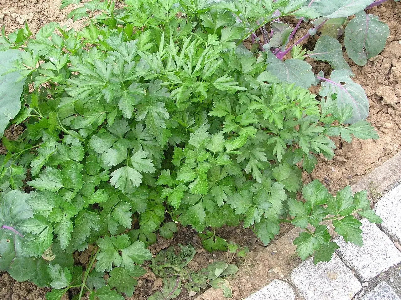 Kiedy siać pietruszkę? Młode, zielone liście pietruszki rosnące w grządce, obok kapusty.