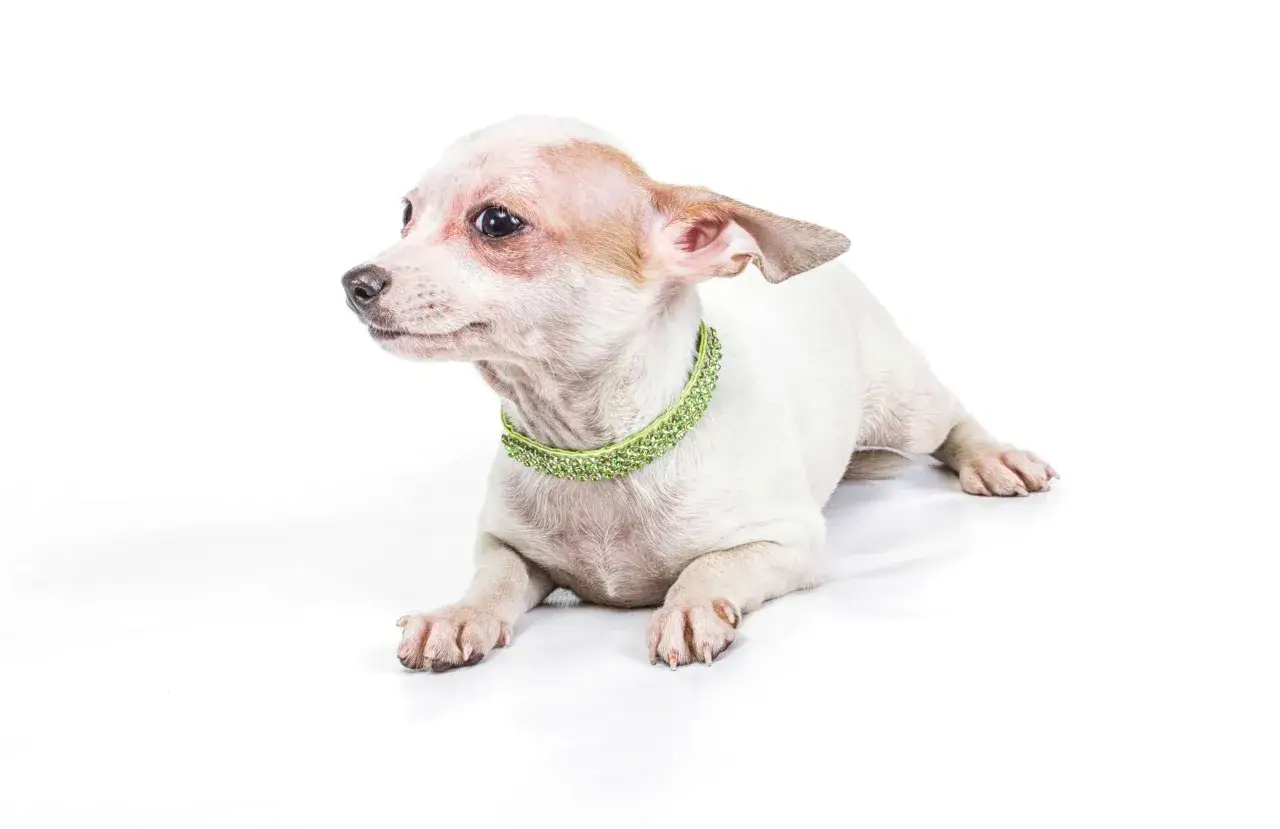 Un cachorro blanco con orejas hacia atrás y un collar verde brillante mira a la izquierda.