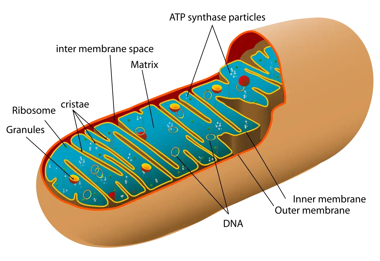 Diagrama de las partes de la mitocondria: membrana externa, cresta, matriz y gránulos.