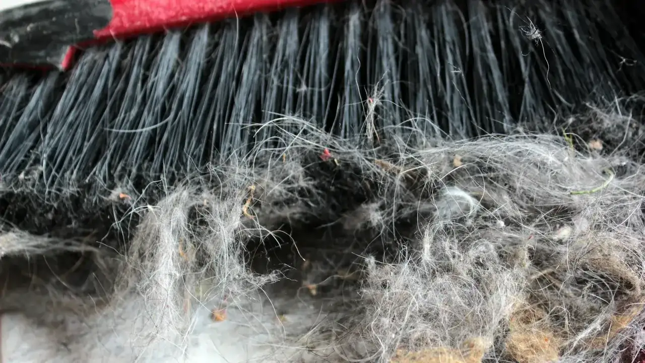 Escoba llena de pelusa, pelos y suciedad. ¡Así se entiende porque sale tanta pelusa en casa!