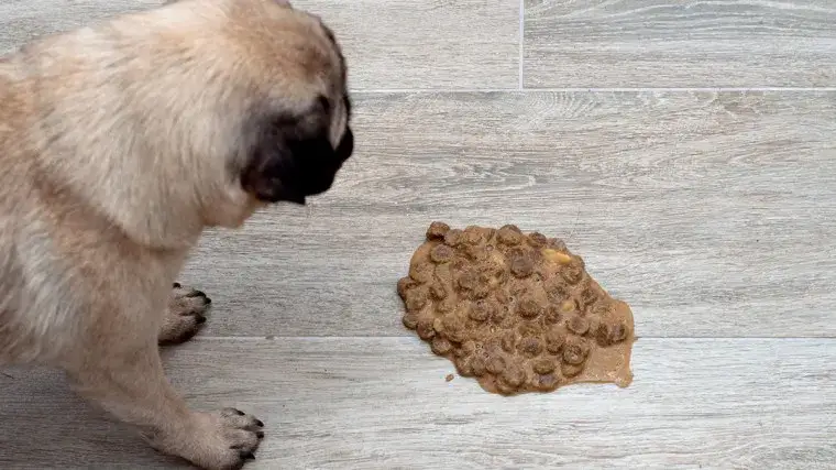 pies chory, pies wymiotujący, pies z krwią w kale, pies cierpiący