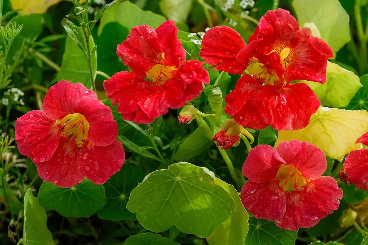 Leuchtend rote und pinke Kapuzinerkresse-Blüten mit gelben Zentren, umgeben von grünen Blättern. Man kann sie essen!