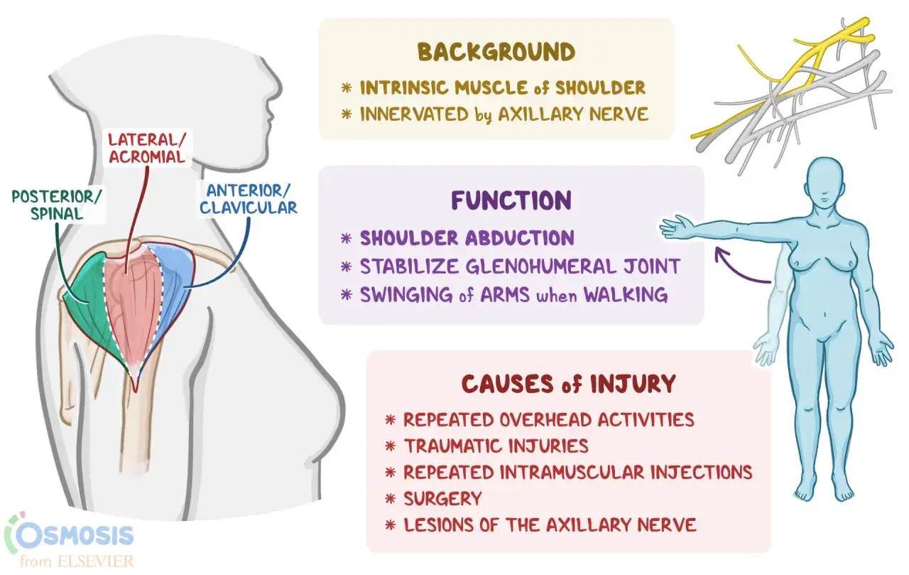 Schulteransicht mit dem musculus deltoideus, der f&uuml;r Armhebung und Stabilisierung zust&auml;ndig ist. Nerven und Verletzungsursachen sind ebenfalls dargestellt.