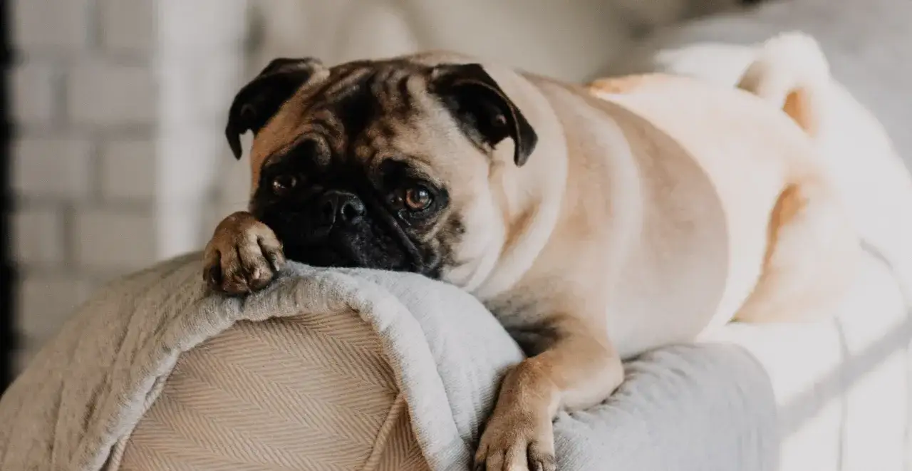 Smutny mops leży na kanapie, jakby czekał na wizytę u weterynarza, bo pies wymiotuje.