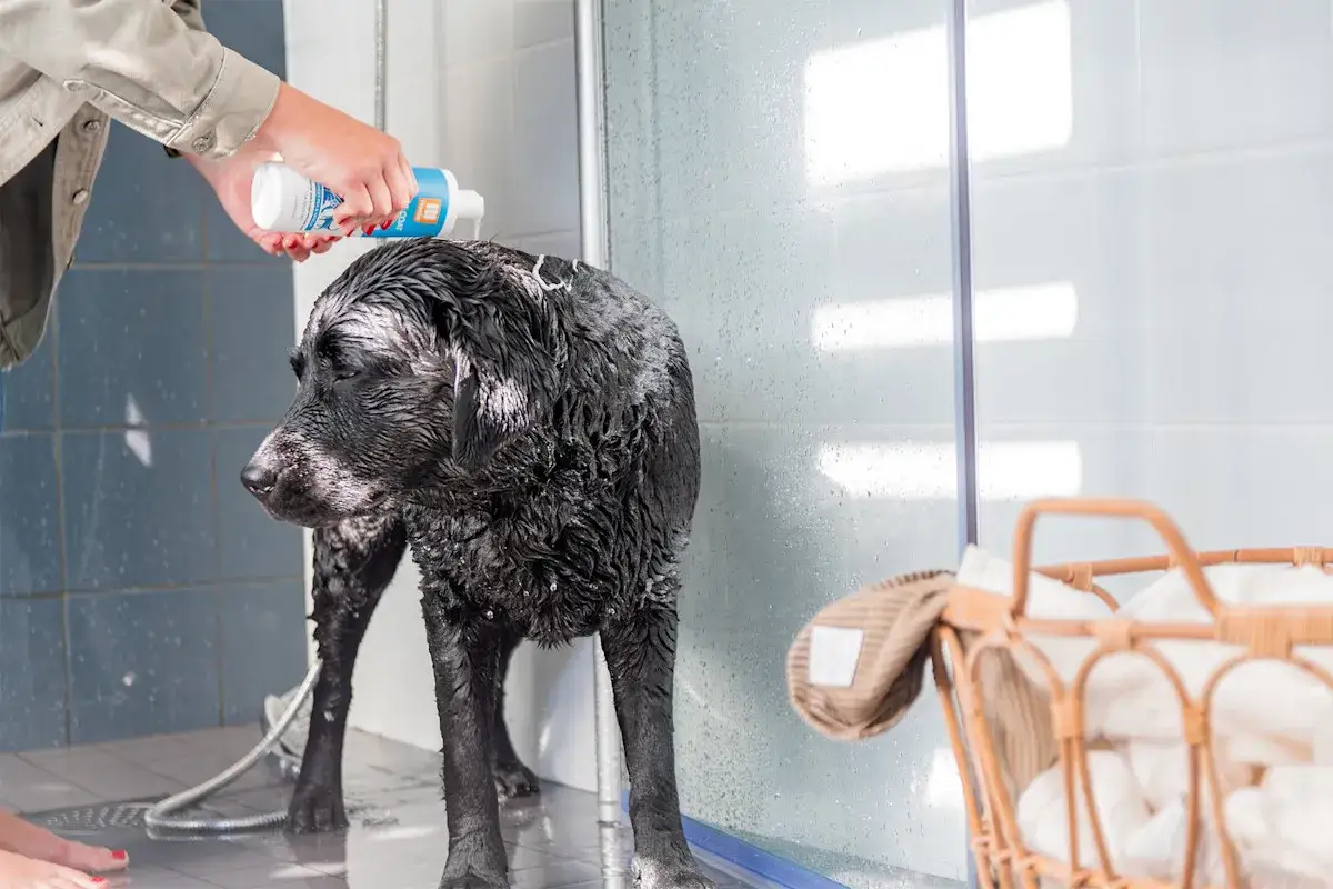 En person ger en blöt, svart labrador schampo i duschen. Frågan om hur ofta ska en hund duscha är relevant för att hålla pälsen frisk.