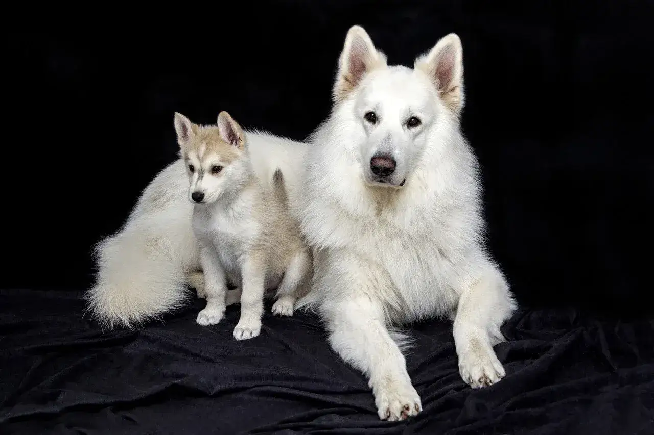 Malamute vs husky: Duży biały pies i mały szczeniak husky siedzą obok siebie na czarnym tle.