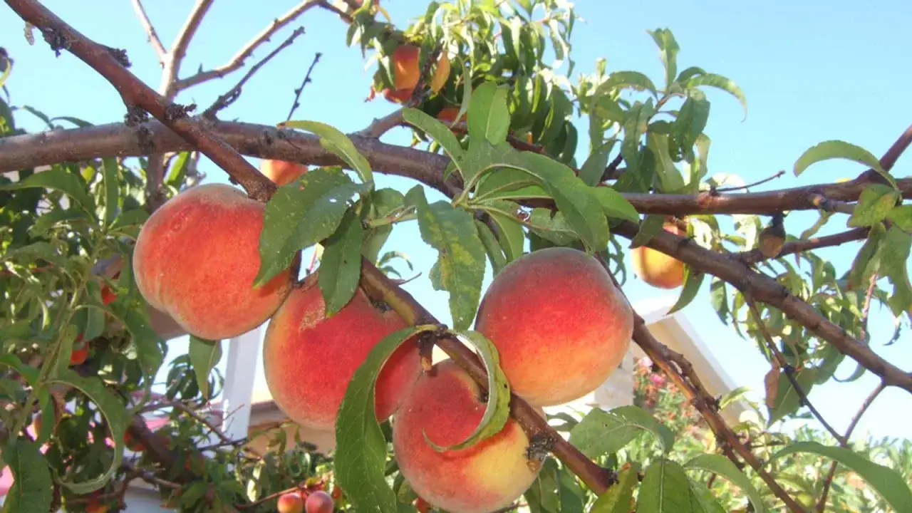 Reife Pfirsiche h&auml;ngen an einem Ast. Der Baum braucht einen R&uuml;ckschnitt, um im n&auml;chsten Jahr noch mehr Fr&uuml;chte zu tragen.