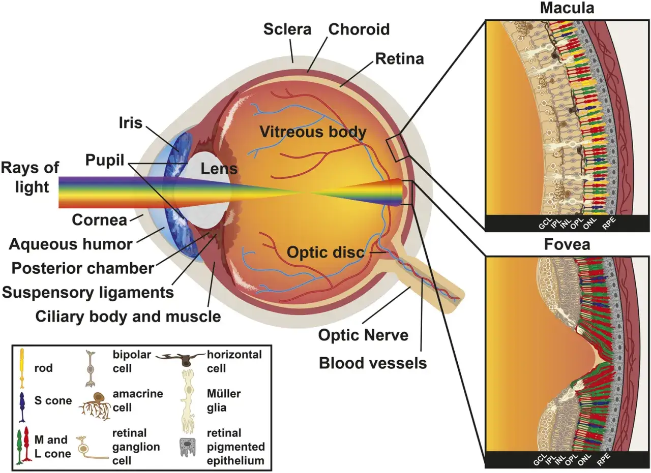 Schema dell'occhio umano con dettagli sulla retina, macula e fovea. Illustra le cellule retiniche e i raggi luminosi, utile per comprendere i **retinite pigmentosa sintomi**.