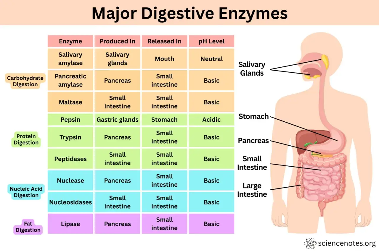 Diagramma degli enzimi digestivi: il pancreas produce amilasi, tripsina e lipasi, essenziali per la digestione.