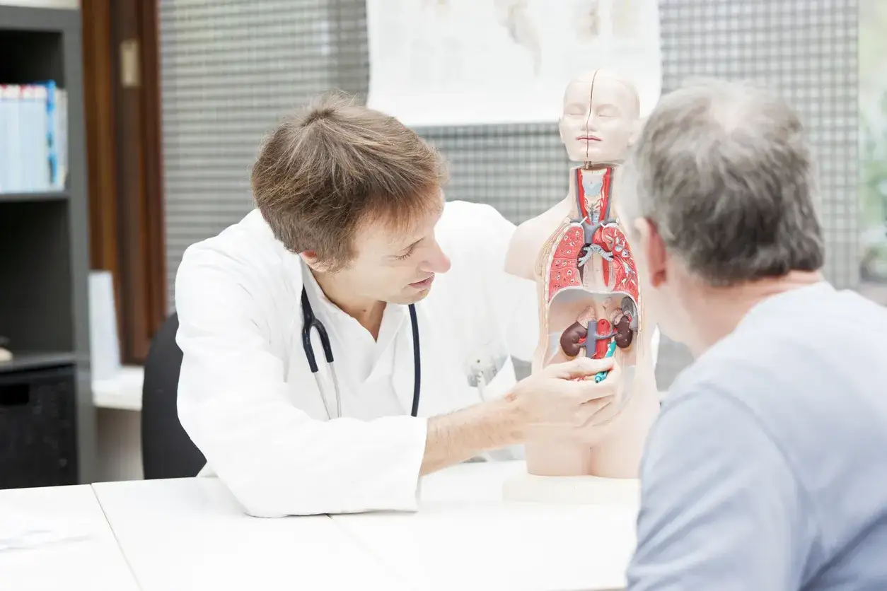 Arzt erkl&auml;rt einem Patienten anhand eines Anatomiemodells, wie ein erh&ouml;hter Kreatininwert die Nierenfunktion beeinflusst.
