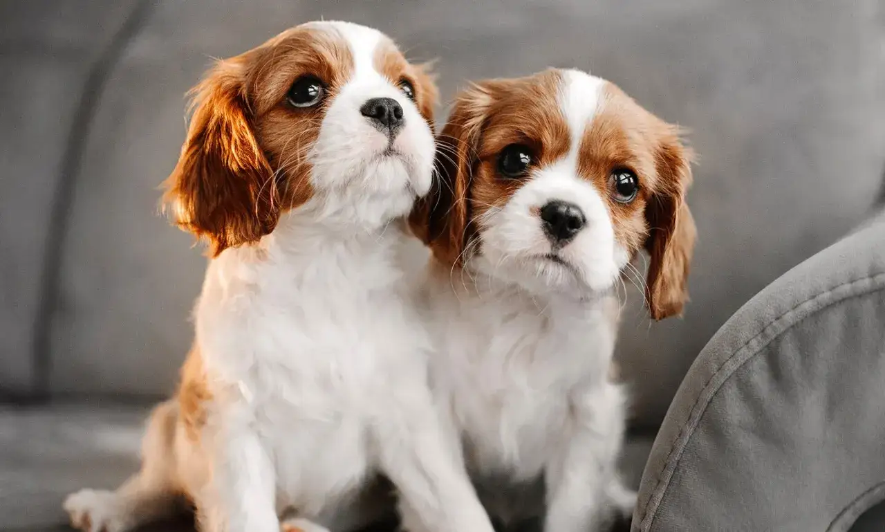 Dwa urocze szczenięta rasy Cavalier King Charles Spaniel, z wielkimi oczami, siedzą blisko siebie.