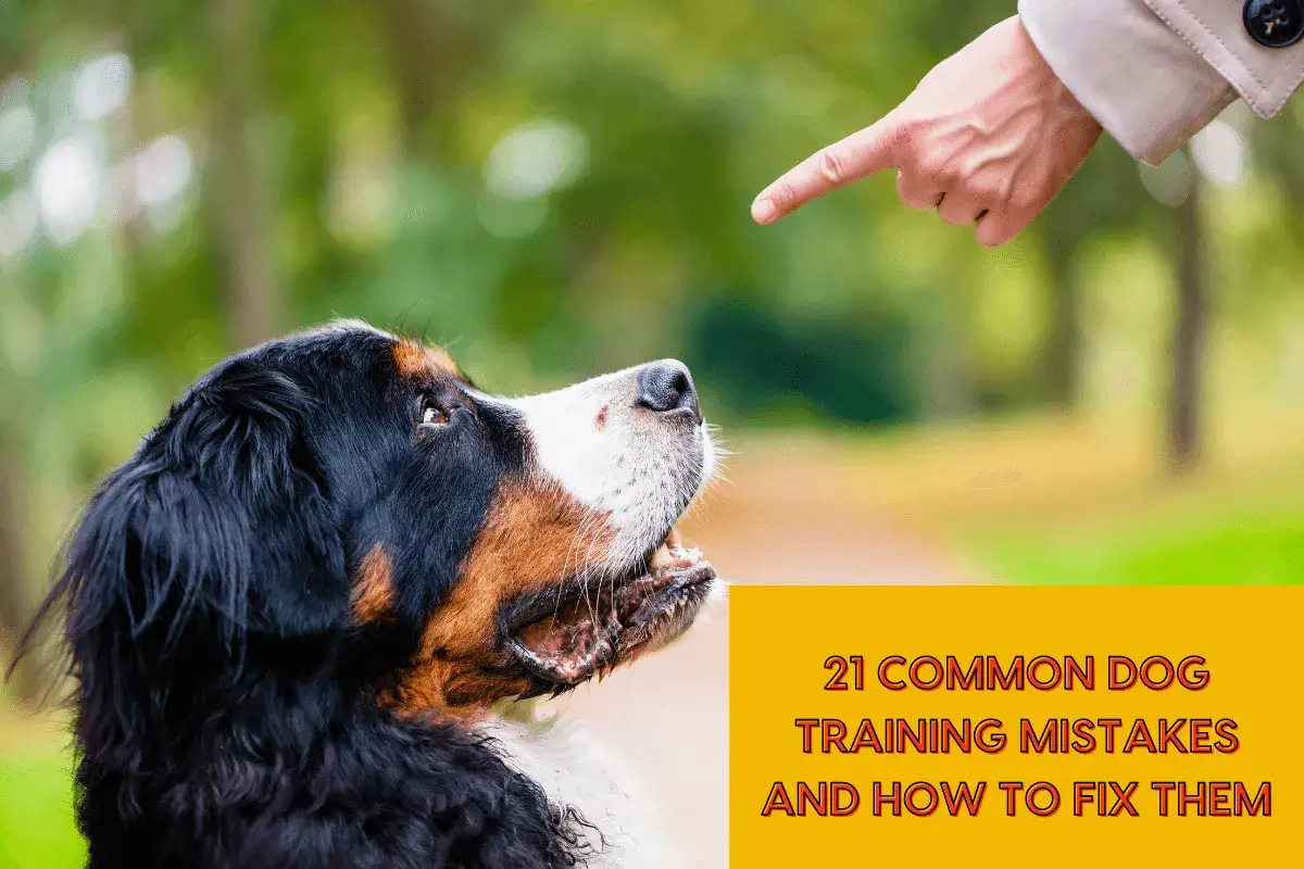 Ein Mensch zeigt auf einen aufmerksamen Berner Sennenhund. Die richtige Erziehung von Welpen ist entscheidend f&uuml;r ein harmonisches Zusammenleben.