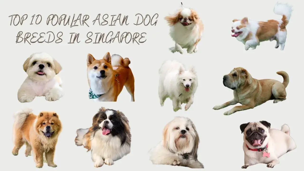 En samling populära asiatiska hundraser, inklusive kinesiska hundar som Chow Chow och Shar Pei, visar upp sina charmiga personligheter.