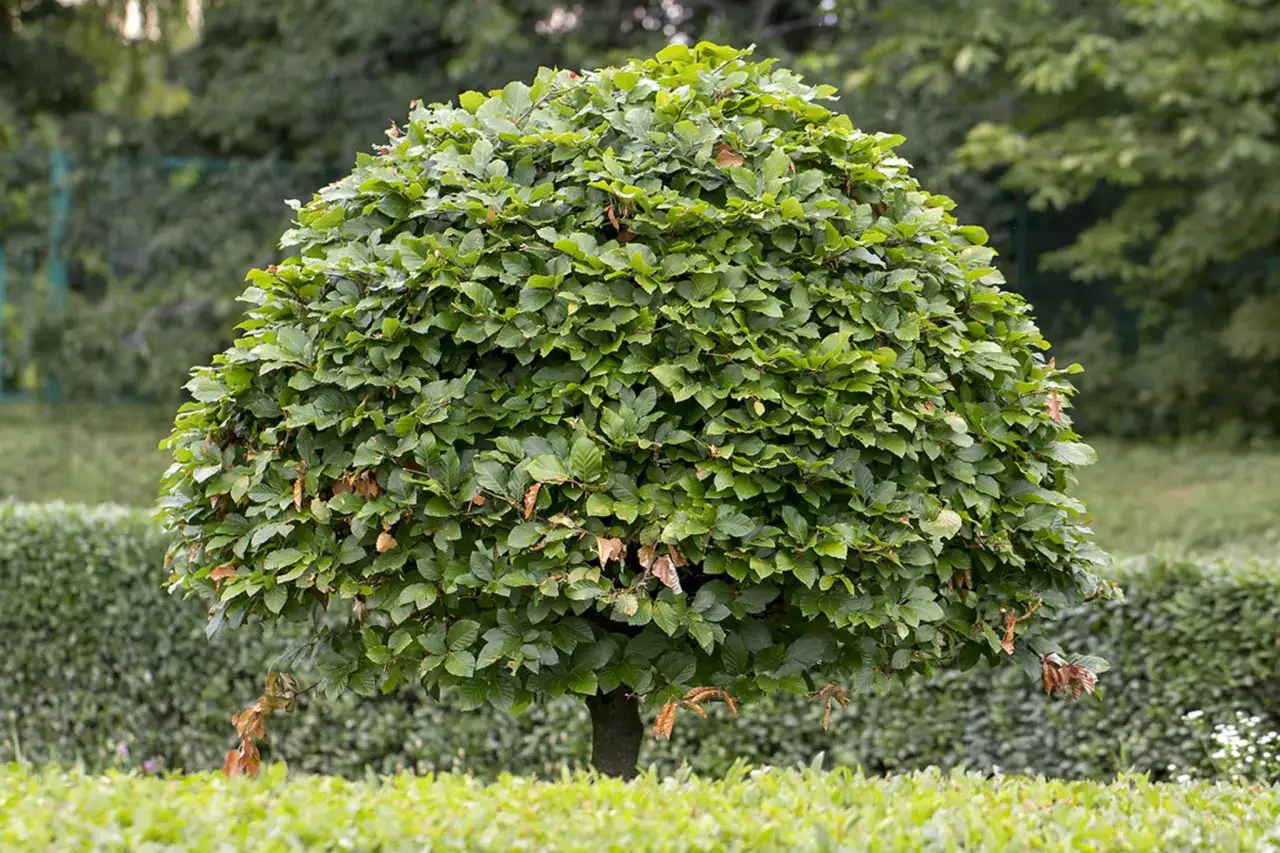 Ein perfekt geformter, alter Hainbuche Baum, der sorgfältig geschnitten wurde, um seine kugelige Gestalt zu erhalten.
