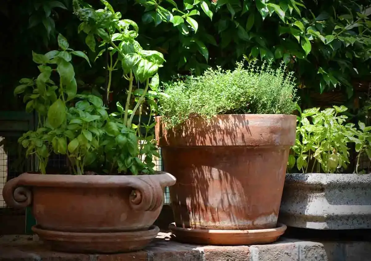 Un pot en terre cuite d&eacute;bordant de thym parfum&eacute;, &agrave; c&ocirc;t&eacute; de basilic frais.