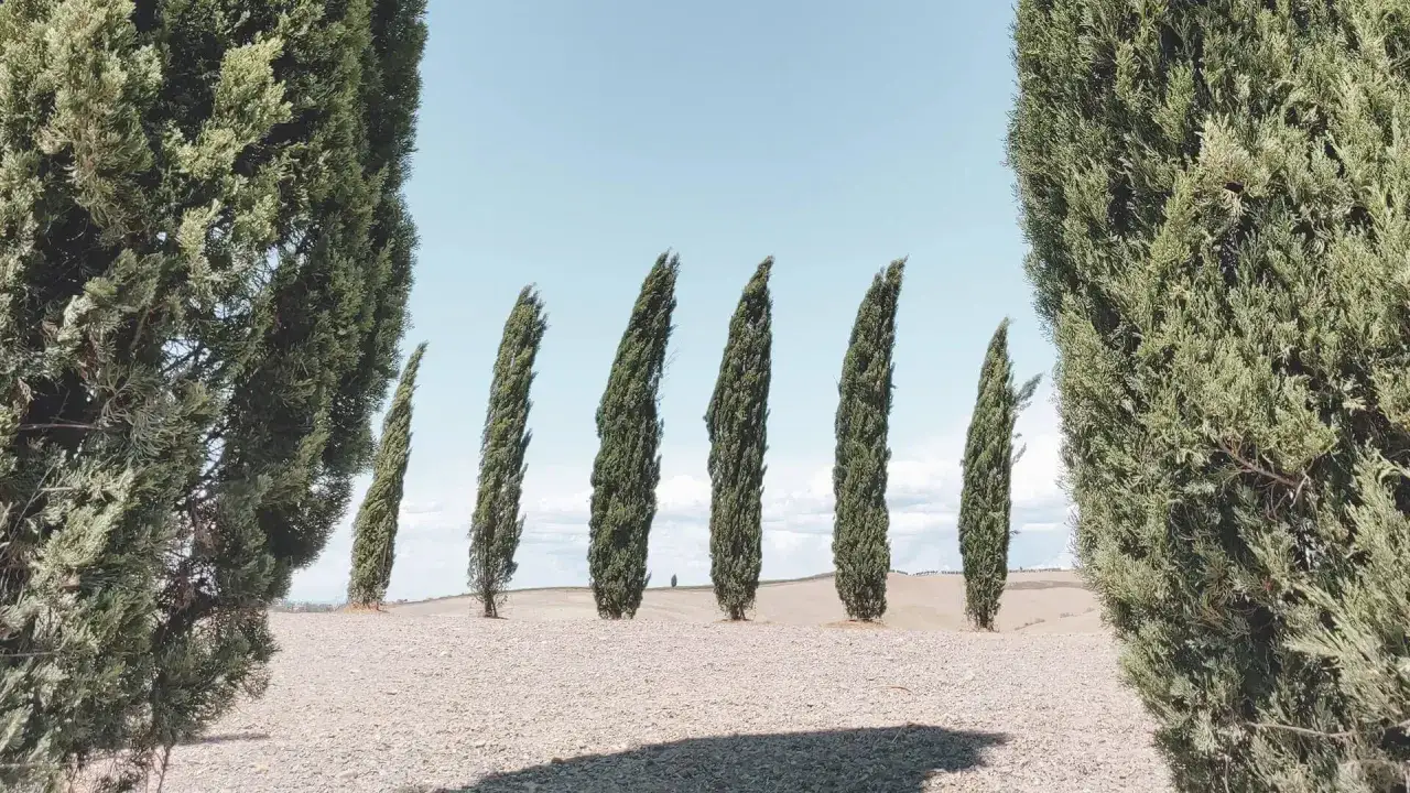 Cipressi slanciati guidano il tuo sguardo nel paesaggio ondulato della Val d'Orcia, un invito al trekking.