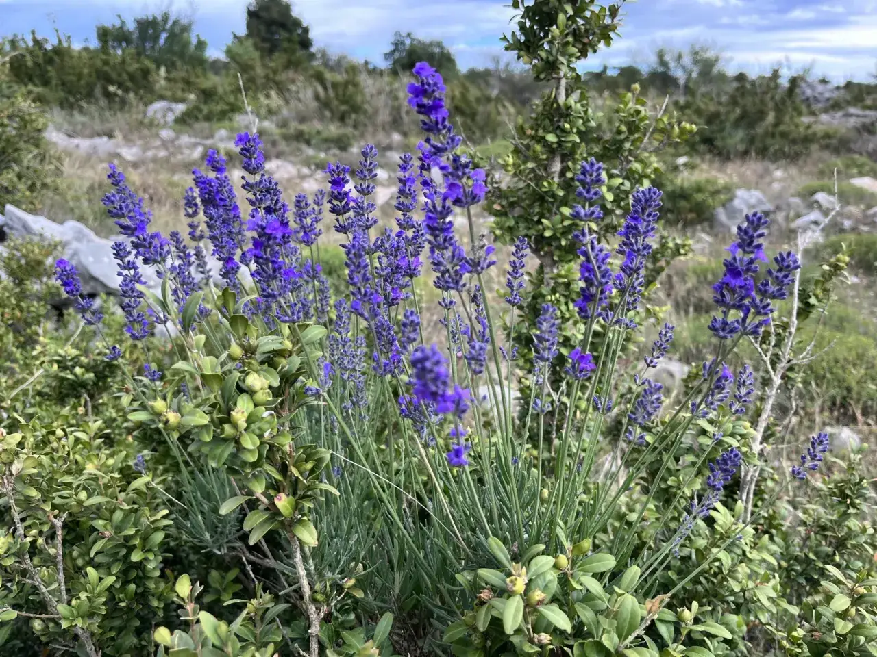 Des épis de lavande variété aux teintes violettes éclatantes se dressent au milieu d'une végétation verdoyante et rocheuse.