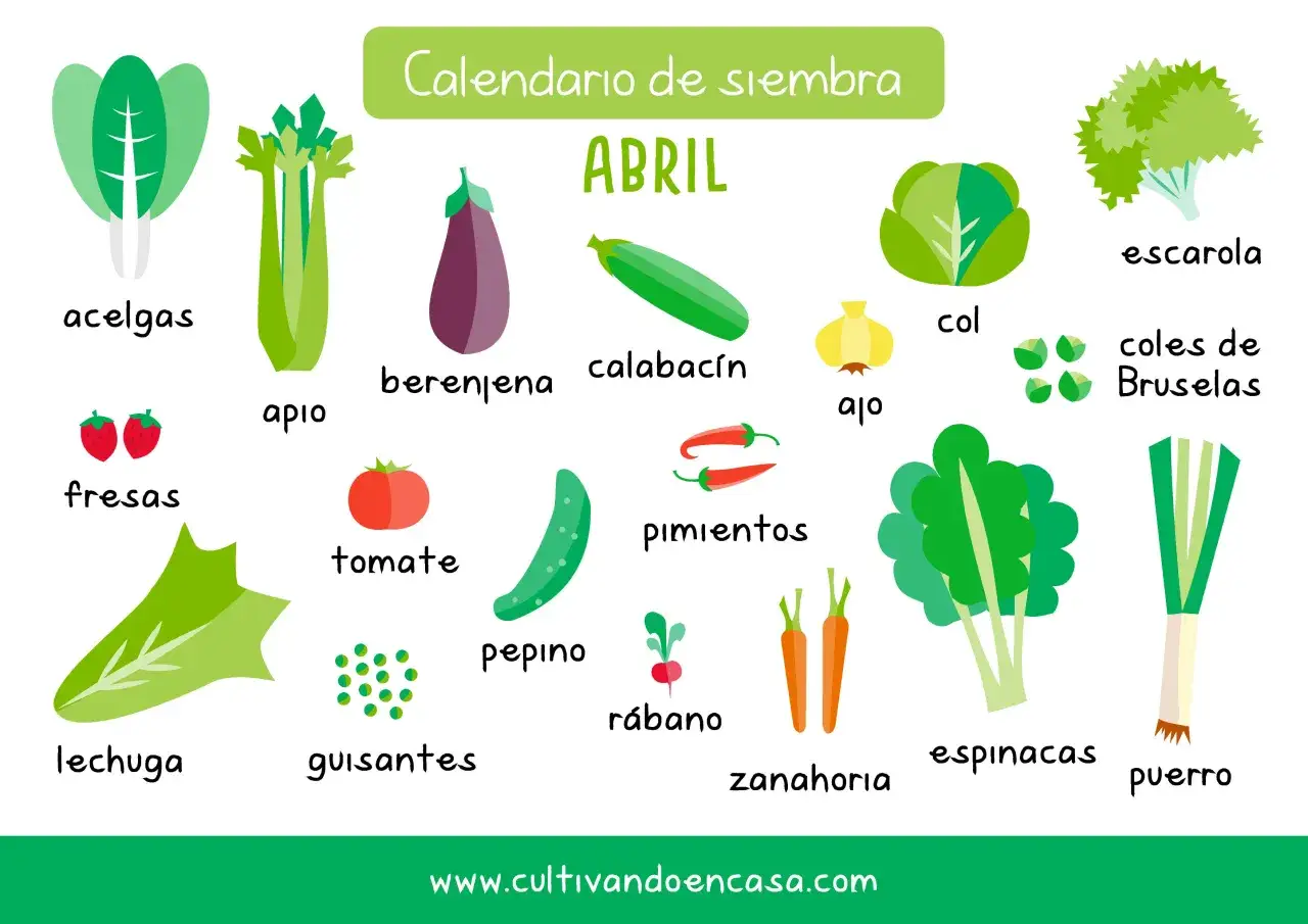 Calendario de siembra de abril: acelgas, apio, berenjena, calabacín, col, escarola, coles de Bruselas, fresas, guisantes, lechuga, pimientos, pepino, rábano, zanahoria, espinacas, puerro.
