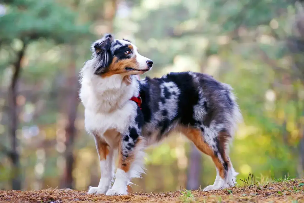 Ein Australian Shepherd mit Blue Merle-Fell steht im Wald. Das Fellmuster ist ein faszinierendes Zusammenspiel aus Grau, Schwarz und Wei&szlig;.