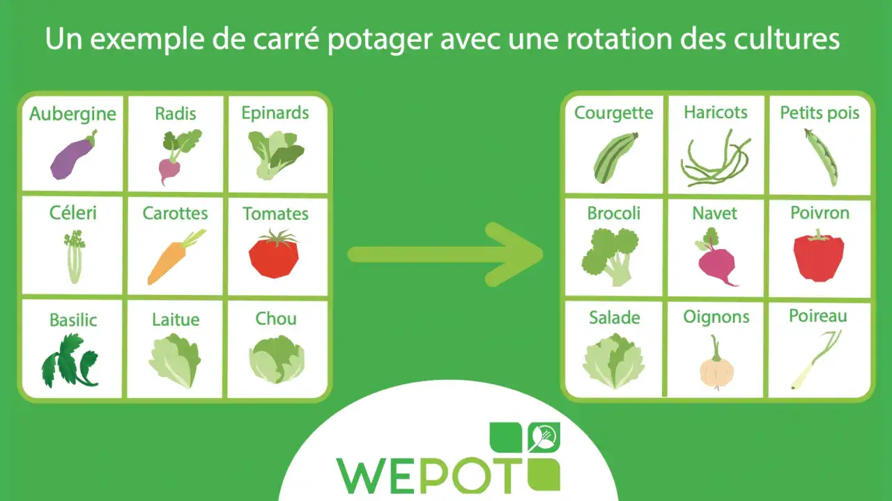 Plan potager débutant : exemple de rotation des cultures avec aubergine, radis, épinards, courgette, haricots, petits pois, etc.