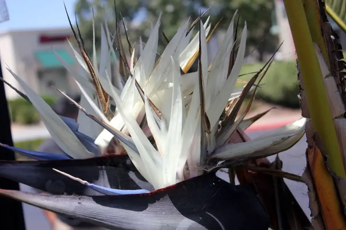 En närbild av en Strelitzia Nicolai, även kallad vit paradisfågelblomma, med sina vita kronblad och mörka blad.