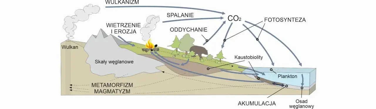 przekr&oacute;j geologiczny powstawanie węgla