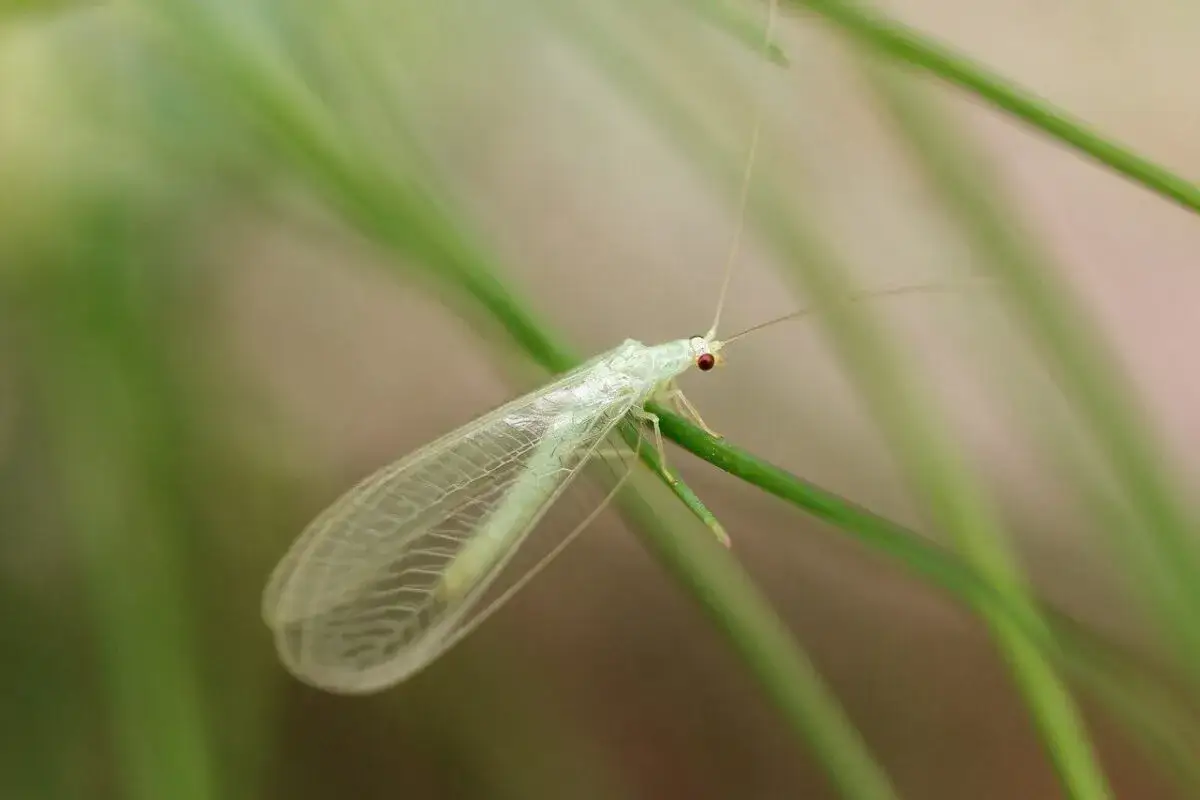 Un crisopa, uno de los insectos beneficiosos para el huerto, descansa sobre una hoja verde.