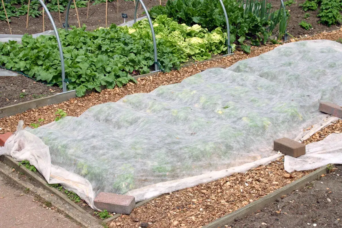 Garden beds covered with white fleece, a simple method for how to protect plants from frost.