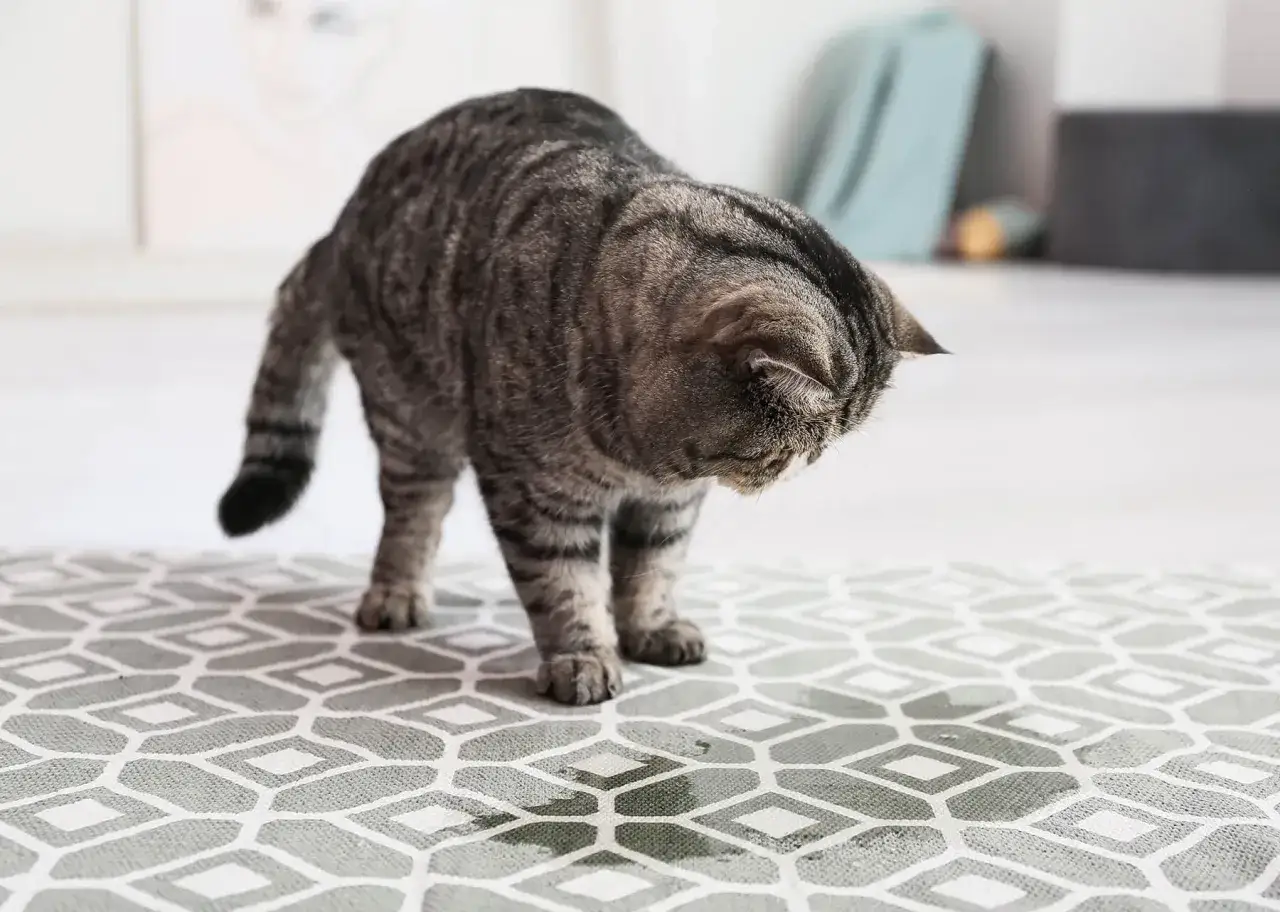 Un chat tigré renifle une tache suspecte sur le tapis, laissant présager une odeur de pipi de chat dans la pièce.