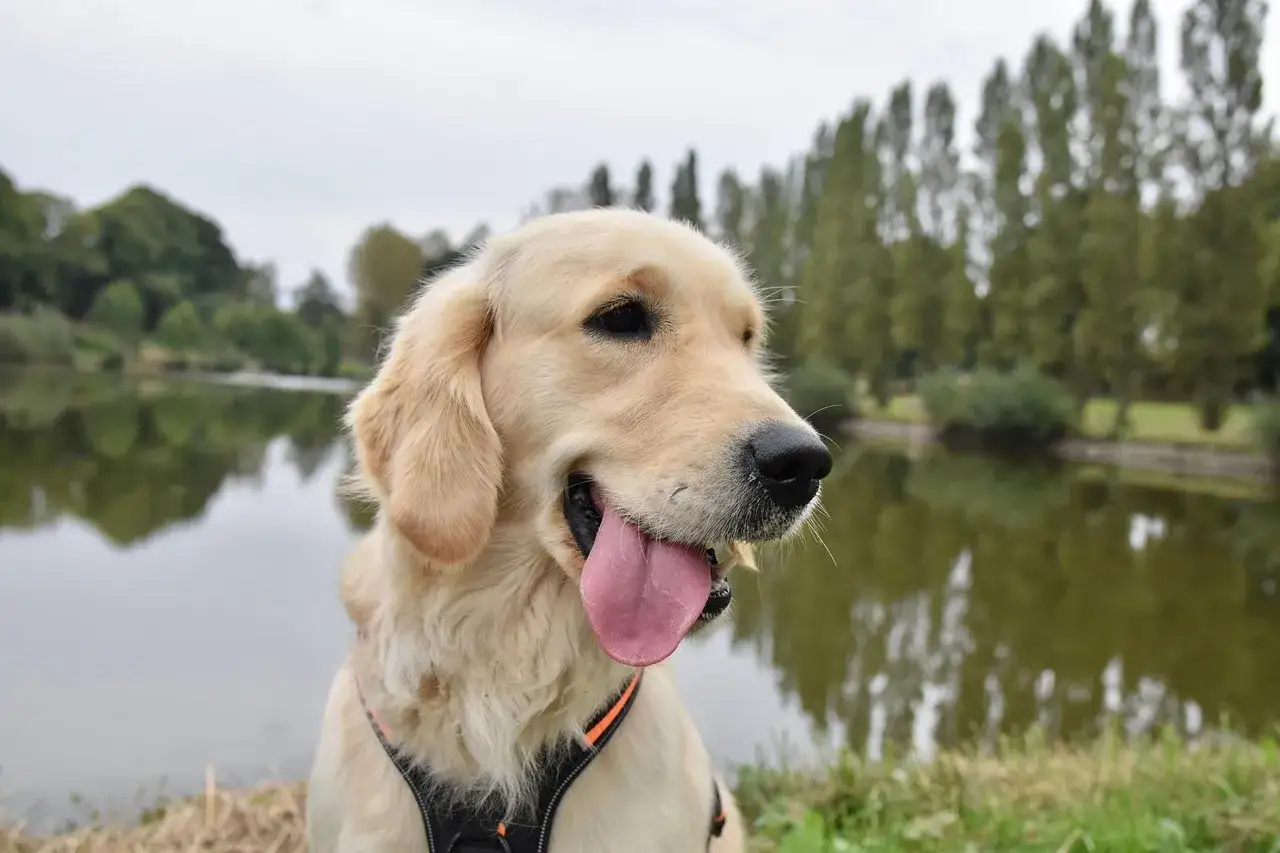 Uśmiechnięty golden retriever z językiem na wierzchu, siedzący nad jeziorem w słoneczny dzień.