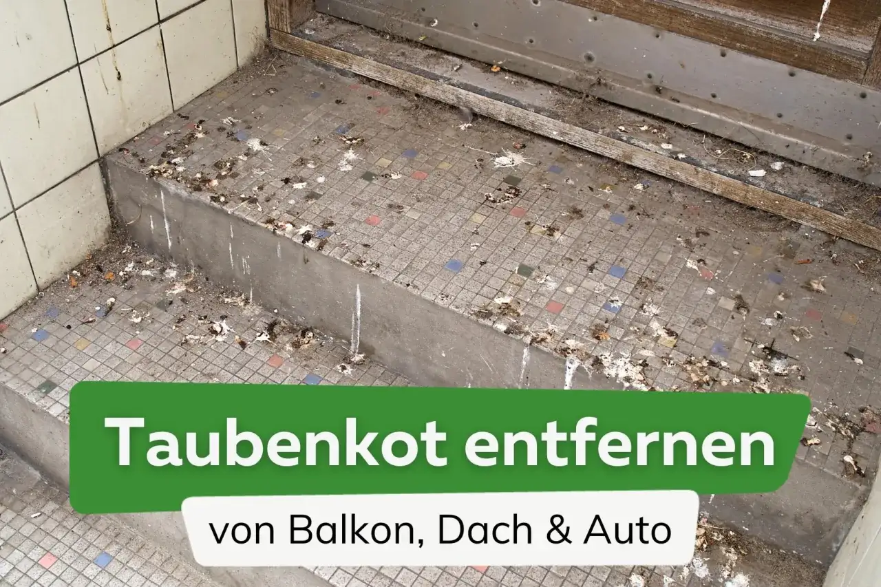 Taubenkot auf Treppenstufen. Mit Hausmitteln lässt sich Vogelkot entfernen, um Balkon, Dach und Auto zu reinigen.