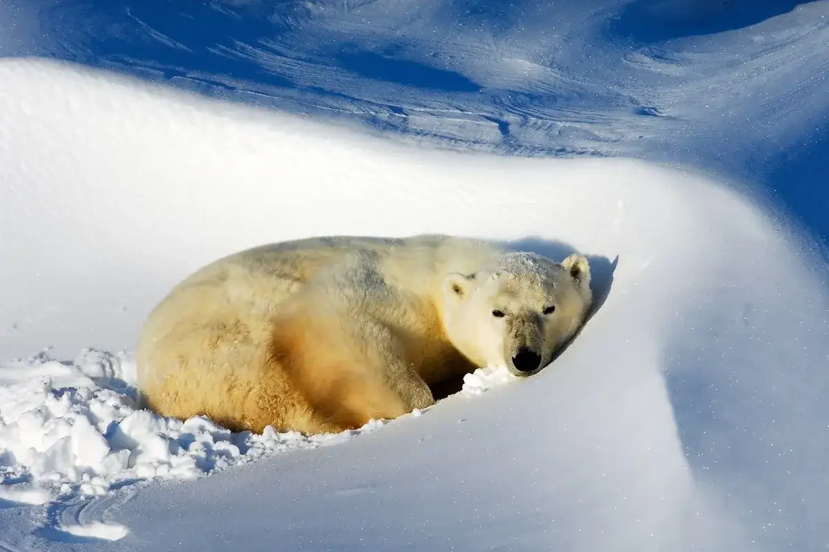 Niedźwiedź polarny odpoczywa w śnieżnej jamie. To jedno z wielu arktyka zwierzęta, które przystosowały się do surowego klimatu.