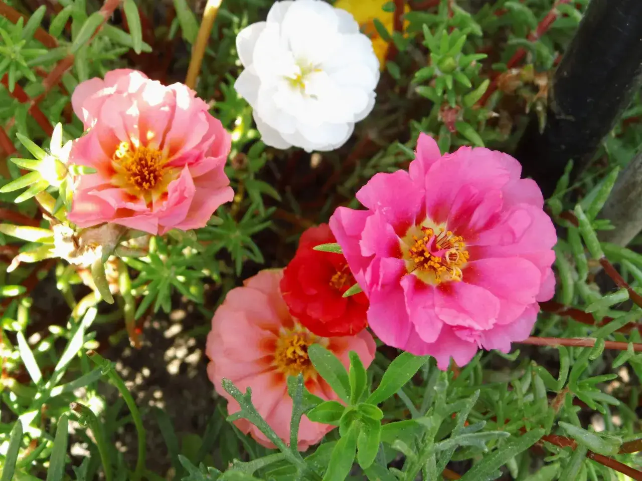 Flores vibrantes de plantas de sol y poca agua, como portulacas, florecen en tonos rosa, blanco y rojo, mostrando su resistencia y belleza.