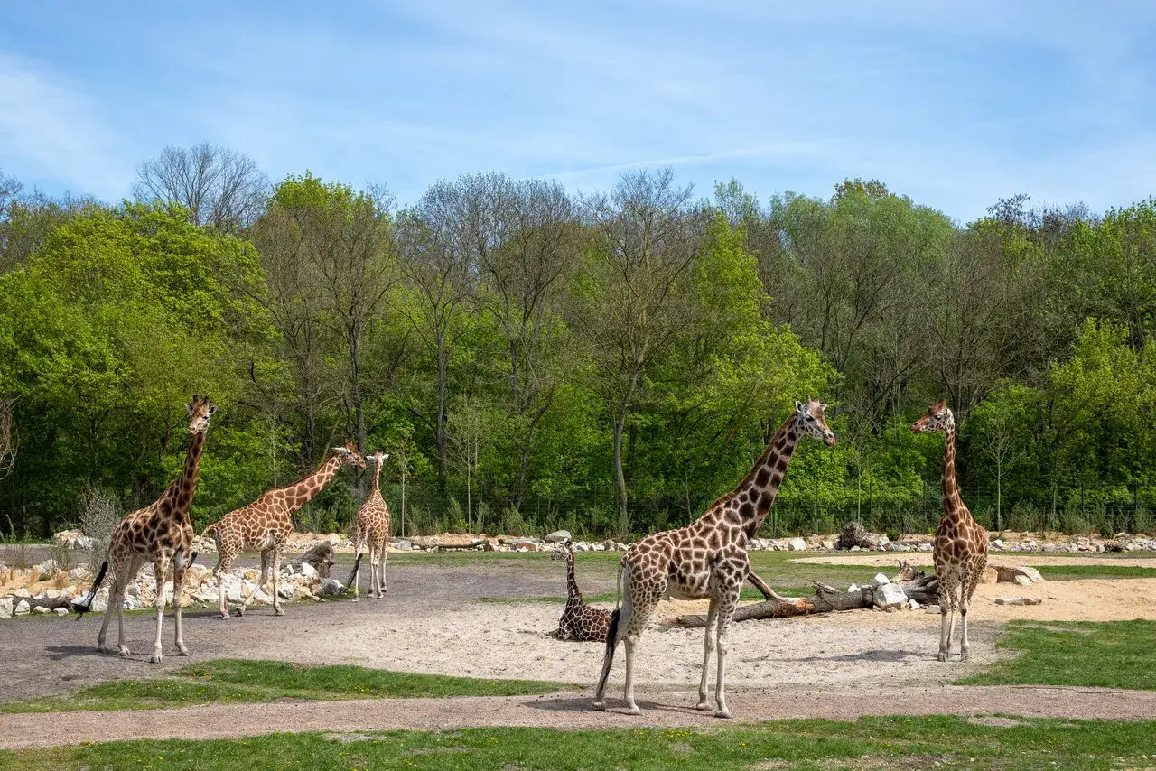 Sechs Giraffen im Tierpark Berlin genie&szlig;en einen sonnigen Tag.