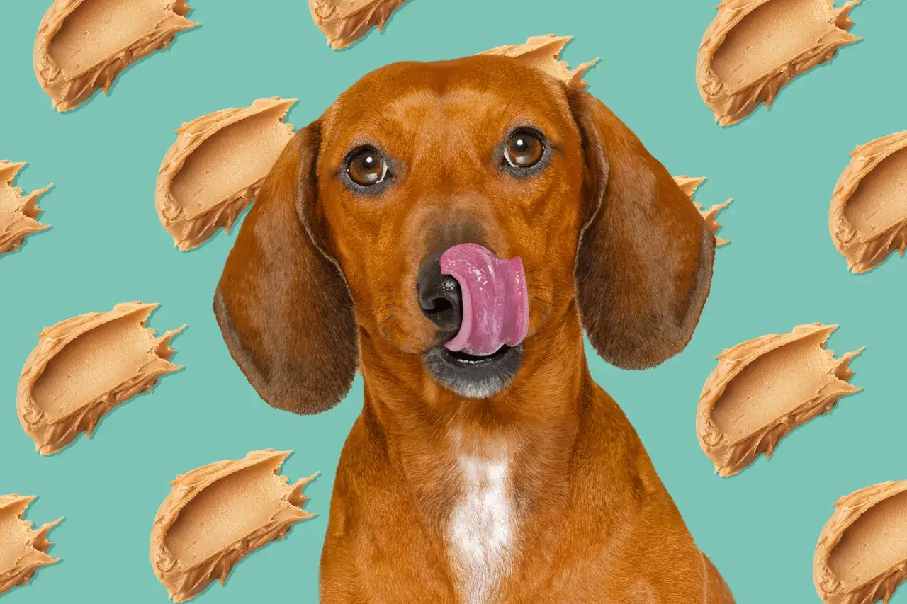 Ein s&uuml;&szlig;er Hund leckt sich die Lippen, umgeben von Erdnussbutter-Kleksen.
