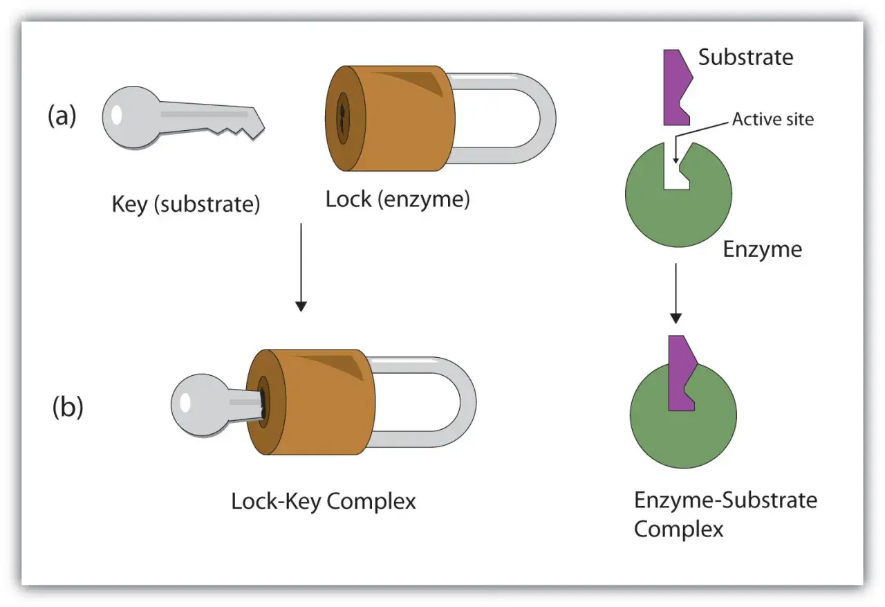 Sch&eacute;ma illustrant la formation d'un complexe enzyme substrat, comparant une cl&eacute; et une serrure &agrave; une enzyme et son substrat.