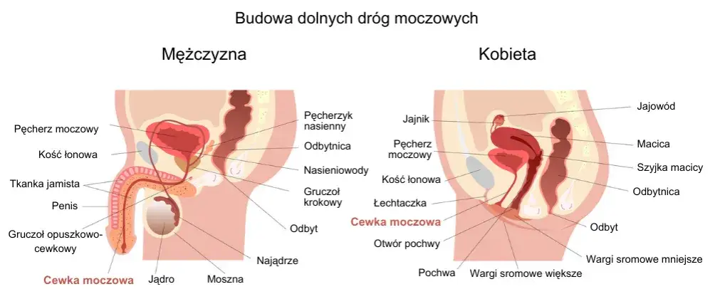 schemat układu moczowo-płciowego mężczyzny i kobiety
