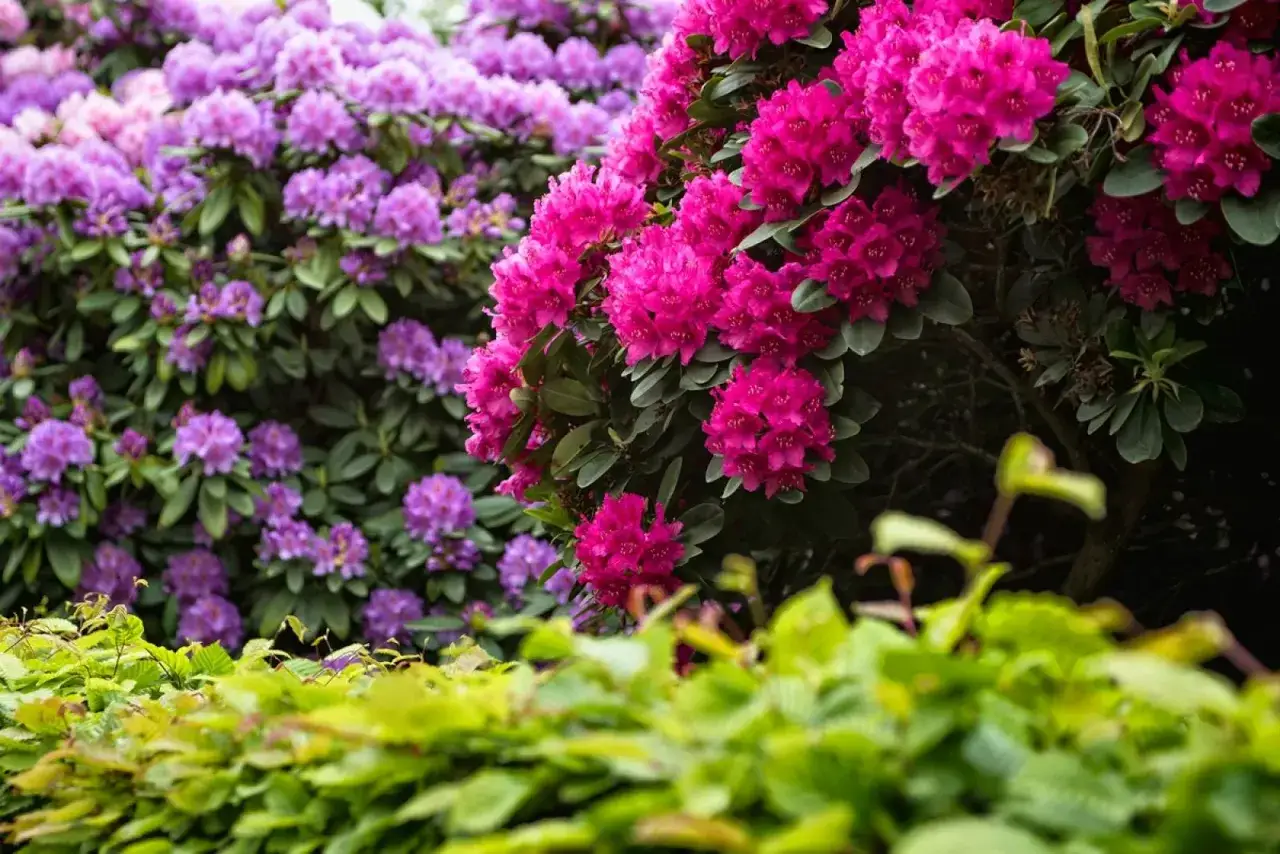Krzewy rododendronów w odcieniach fioletu i intensywnego różu, z zielonymi liśćmi w tle. Różne odmiany rododendronów tworzą barwną kompozycję.