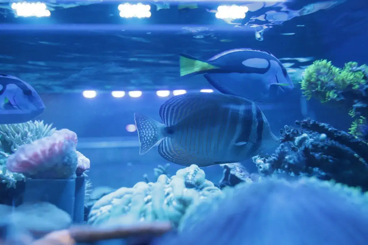 Ryby w akwarium, jak w Oceanarium Rzeszów. Sprawdź cennik i zobacz te cuda natury!