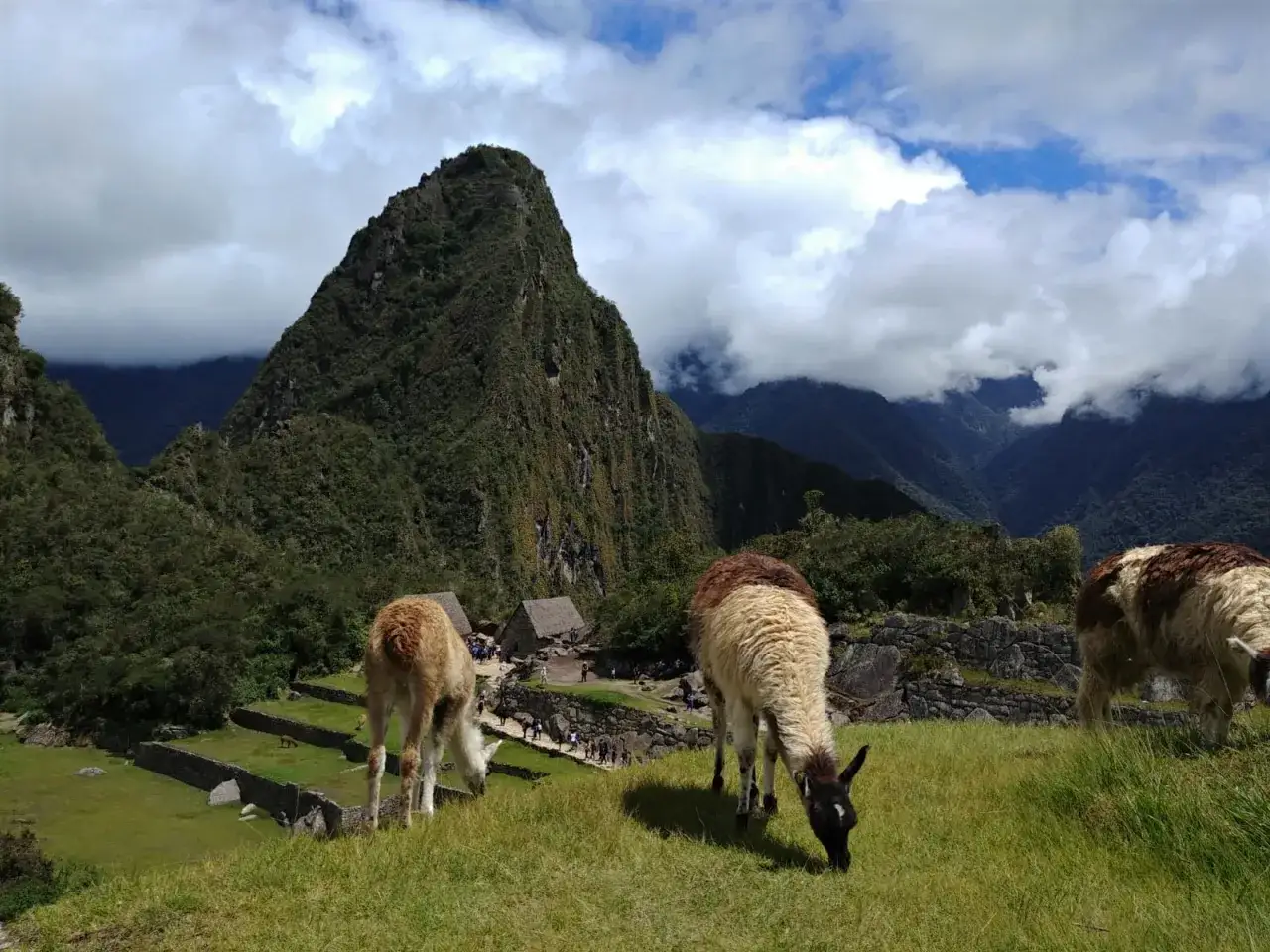 Trzy альпаки pasą się na zielonym wzgórzu z widokiem na Machu Picchu.