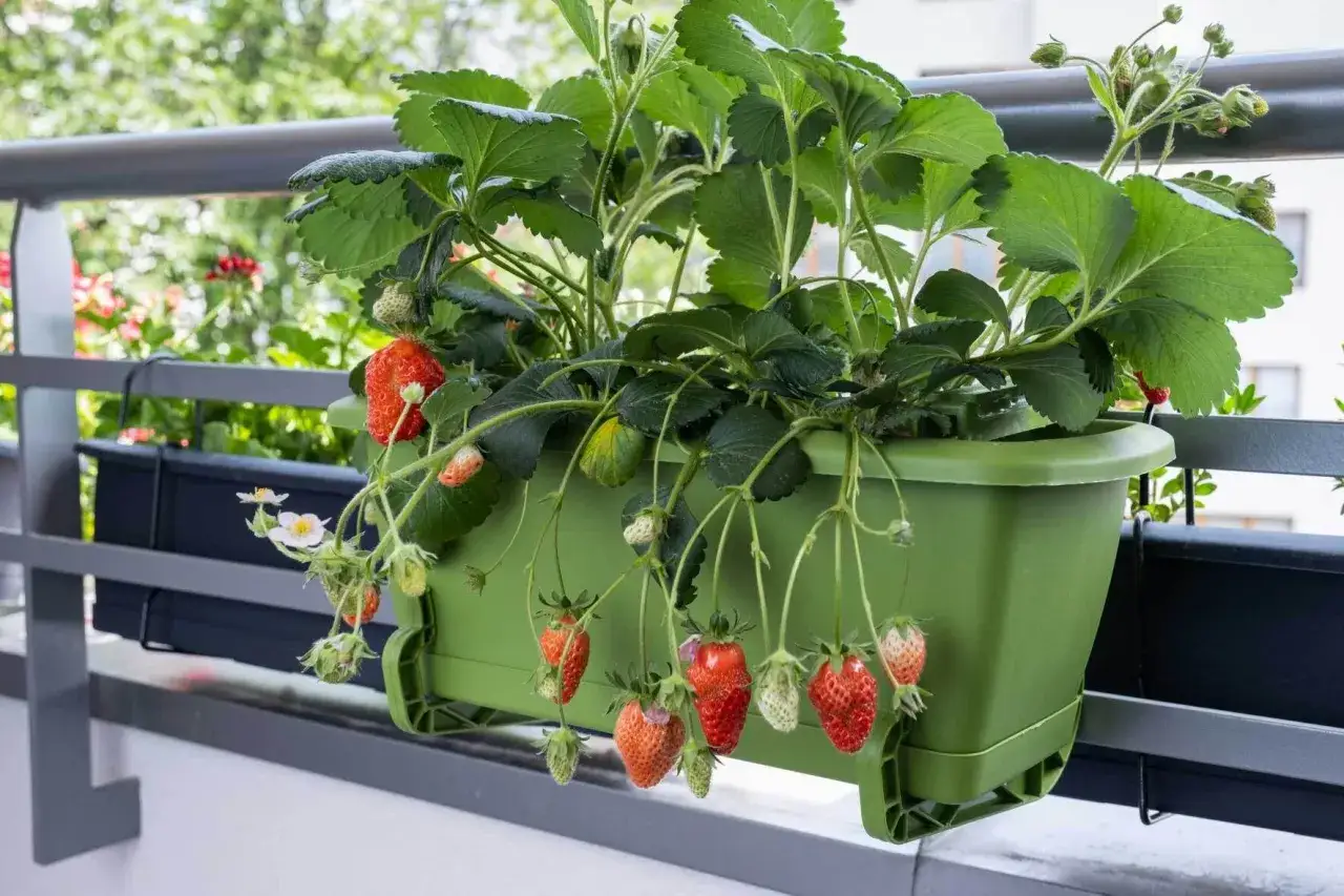 Reife und gr&uuml;ne Beeren h&auml;ngen von einem Erdbeerpflanzkasten auf dem Balkon.