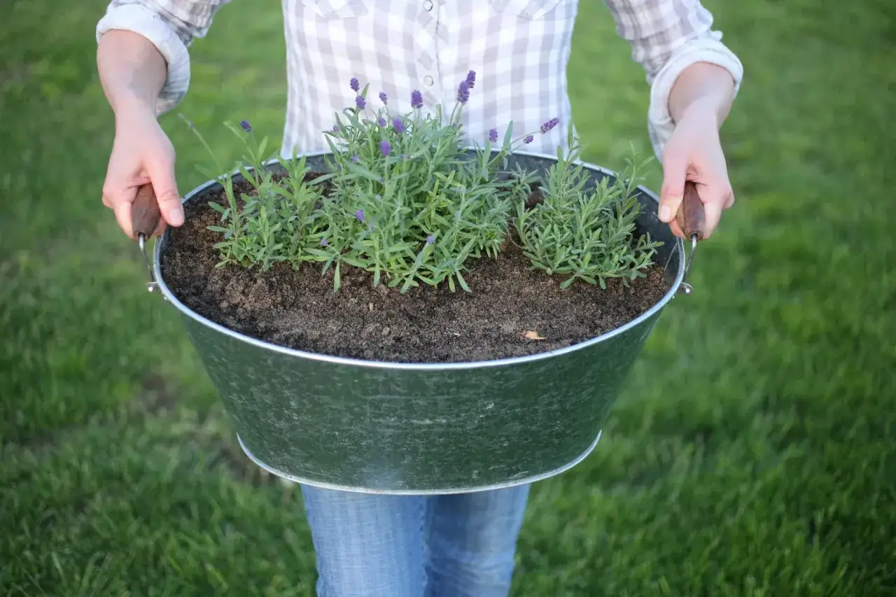 Une personne tient un grand bac rempli de terre et de jeunes plants de lavande prêts à être plantés.