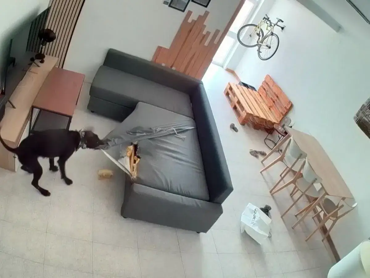 Un perro negro muerde un sofá destrozado, demostrando que los perros echan de menos a sus dueños cuando se quedan solos en casa.