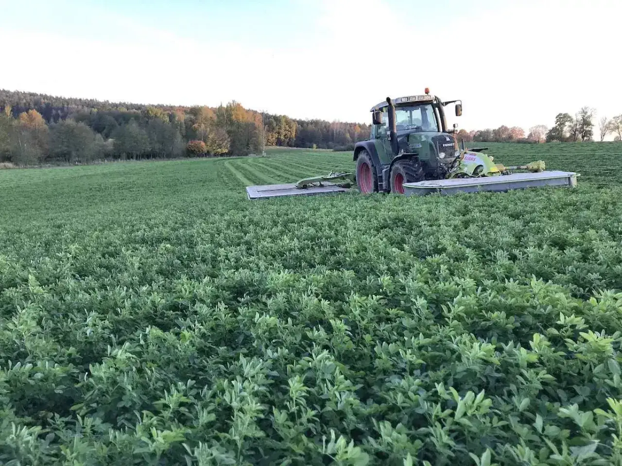Traktor kosi lucernę na polu. W tle las i niebo.